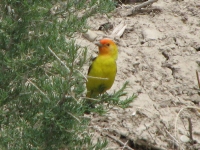 Western tanager